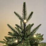 Abies Fraseri Christmas Tree side view