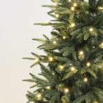 Abies Fraseri Christmas Tree branch detail