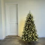 Abies Fraseri Christmas Tree foliage detail
