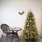Abies Fraseri Christmas Tree shape detail