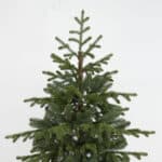 Caledonian Glow Christmas Tree side view
