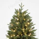 Everglow Spruce Christmas Tree branch detail