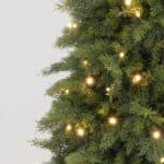 Jack Pine Sentinel Christmas Tree branch detail