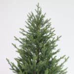 Christmas Tree side view