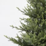 Christmas Tree branch detail