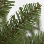 Nordic Spruce Christmas Tree foliage detail