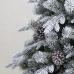 Snowpine Alpine Christmas Tree foliage detail