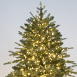 Starlight Grand Fir Christmas Tree side view